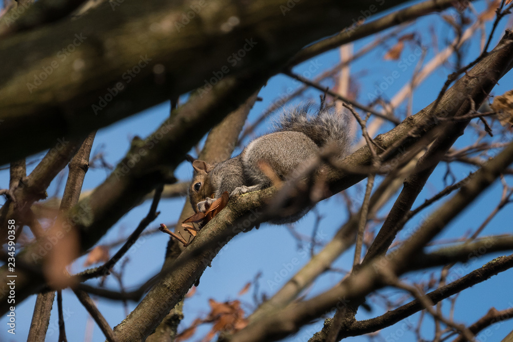 A cute fluffy grey squirrel in a tree in winter, eating seeds sitting among the bare branches. A cute fluffy grey squirrel in a tree in winter, eating seeds sitting among the bare branches.