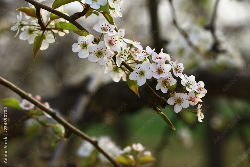 Obraz premium Pear flower blooming