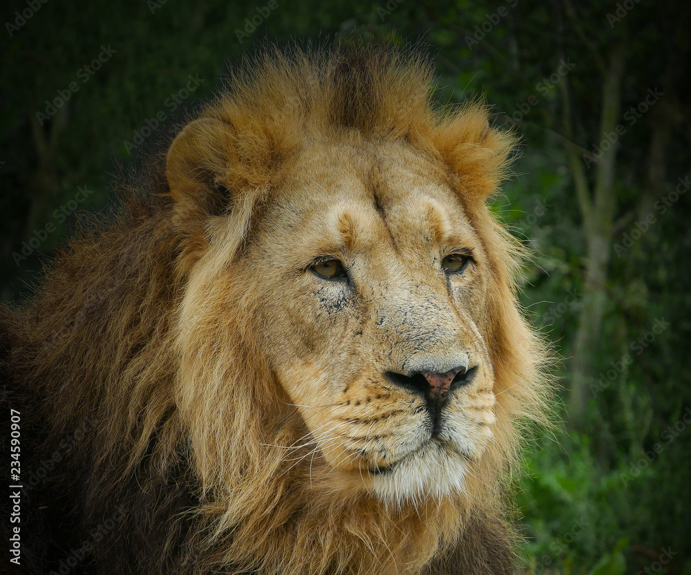 Large male Asiatic Lion portrait - head and face with thick golden mane of fur. Green foliage background.