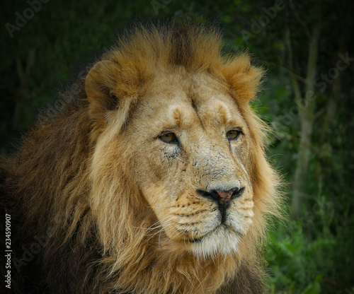 Large male Asiatic Lion portrait - head and face with thick golden mane of fur. Green foliage background.