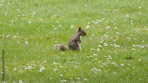 A cute grey squirrel sits in the middle of the grass surrounded by daisies