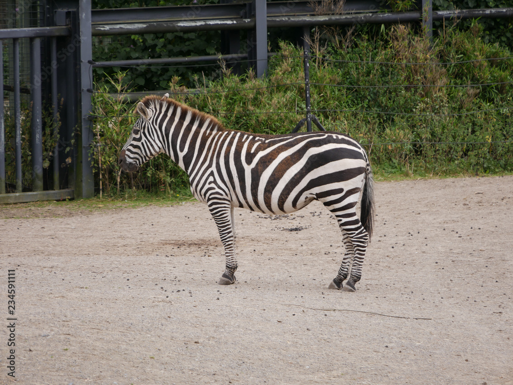 Plains Zebra / Equus quagga standing in zoo with metal fence behind Plains Zebra / Equus quagga standing in zoo with metal fence behind