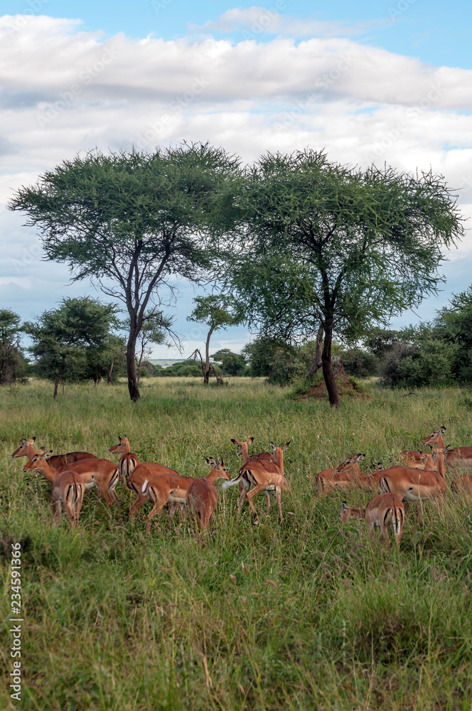 Gazelles in the prairies with acacias from Kenya on a cloudy day Gazelles in the prairies with acacias from Kenya on a cloudy day