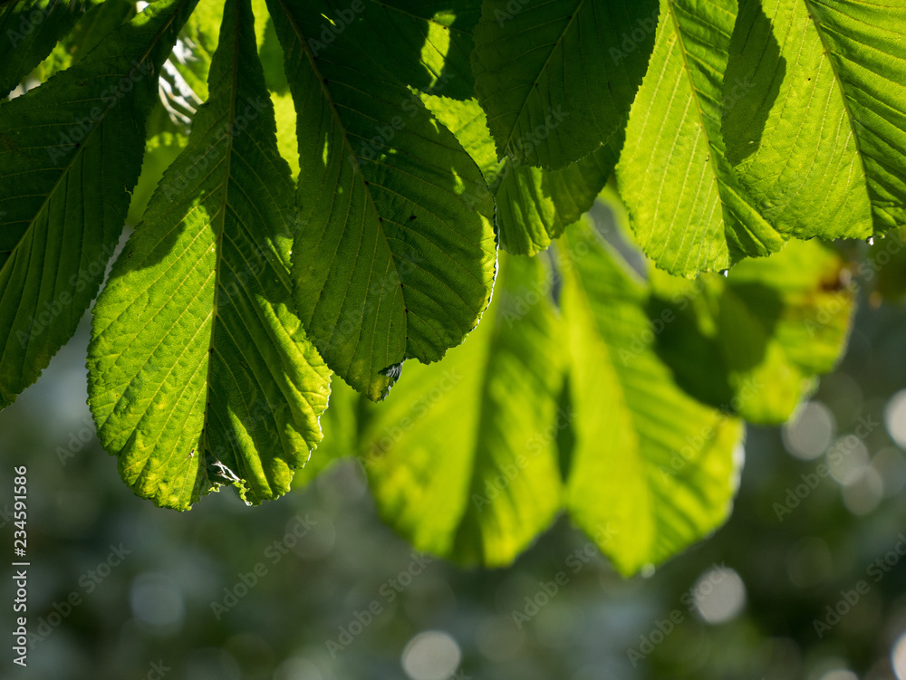 Sun shining through Horse Chestnut tree leaves in the summer, with green bokeh foliage background. Sun shining through Horse Chestnut tree leaves in the summer, with green bokeh foliage background.
