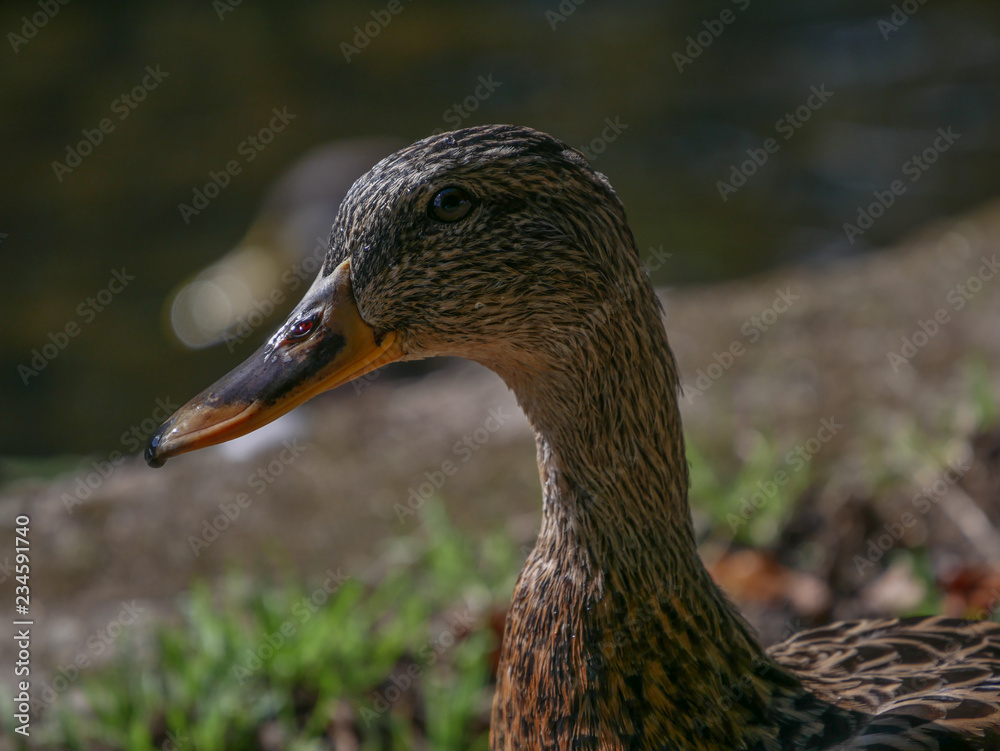 Head and shoulders shot of a brown female duck standing by the river bank with sharp focus on eye and face. Head and shoulders shot of a brown female duck standing by the river bank with sharp focus on eye and face.
