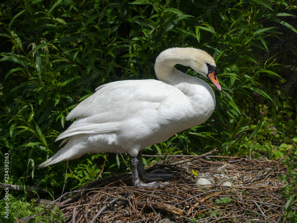 Female mute swan portrait standing over nest containing swan eggs Female mute swan portrait standing over nest containing swan eggs