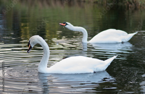 A pair of graceful white mute swans on the lake. Shallow depth of field.