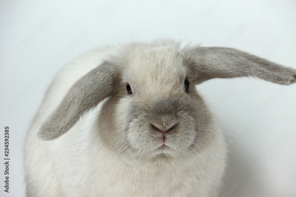 White Rabbit on White background White Rabbit on White background