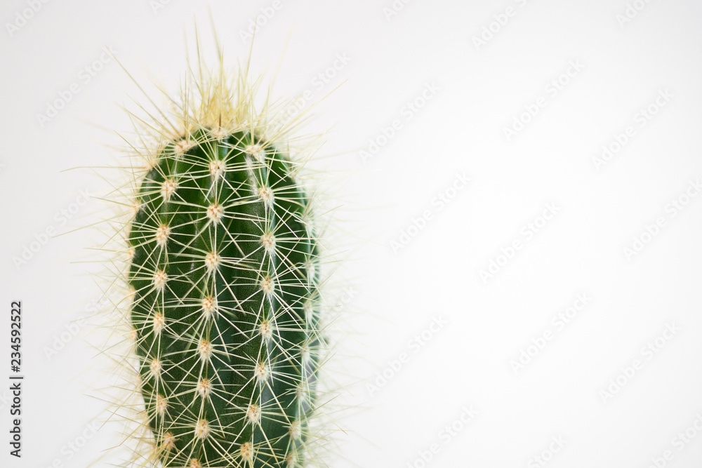 Spiky green cactus closeup on minimalist white backdrop with sharp thorns.
