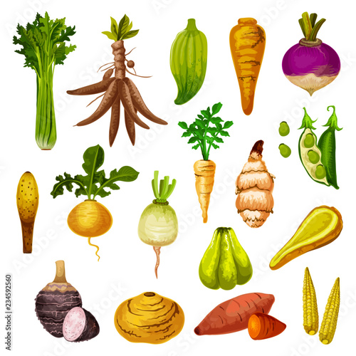 Exotic root vegetables and veggies, vector photo