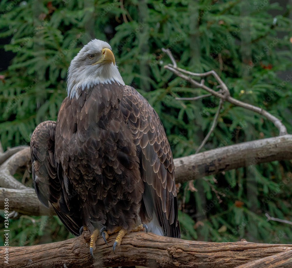 Iconic Plumage on an American Bald Eagle Perched in a Tree Iconic Plumage on an American Bald Eagle Perched in a Tree