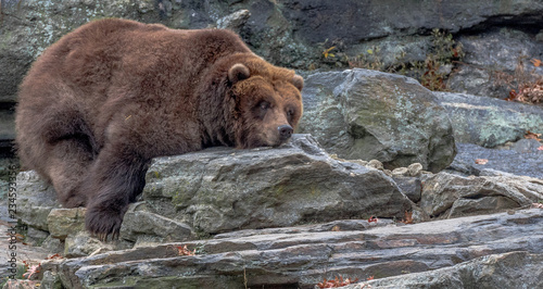 Brown Fur on a Grizzly Bear Resting on a Rock