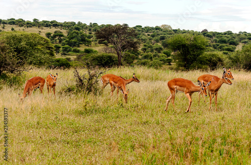 Impalas on prairies with acacias from Kenya on a cloudy day