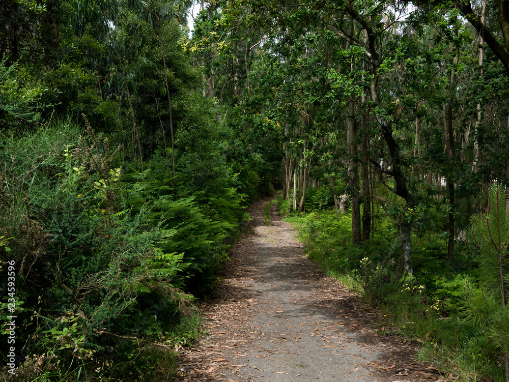 Dirt path / trail through a green forest in Northern Portugal Dirt path / trail through a green forest in Northern Portugal