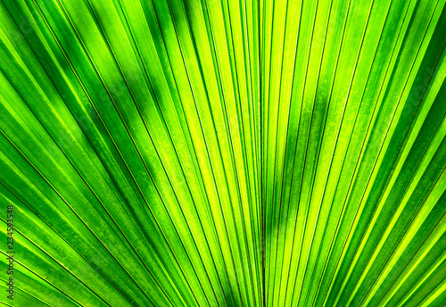 green palm leaf  large foliage texture background