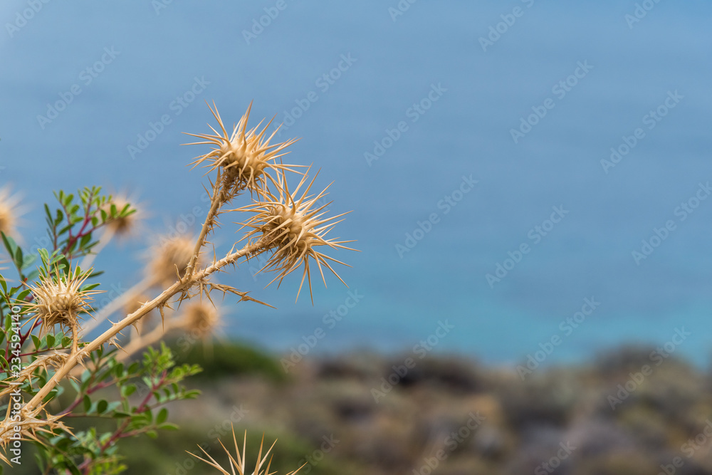 Wild torns agaiinst blue sea