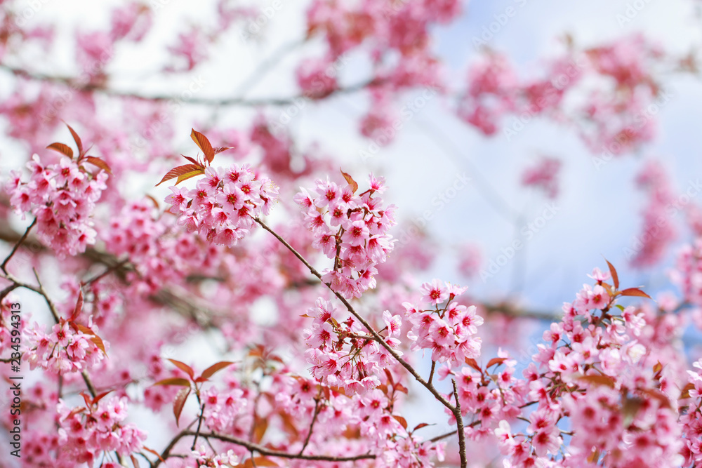 Wild Himalayan Cherry Blossoms in spring season (Prunus cerasoides), Sakura in Thailand, selective focus, Phu Lom Lo, Loei, Thailand. Wild Himalayan Cherry Blossoms in spring season (Prunus cerasoides), Sakura in Thailand, selective focus, Phu Lom Lo, Loei, Thailand.