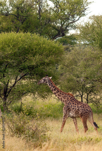 Giraffes in the prairies with acacias from Kenya on a cloudy day © Tomas