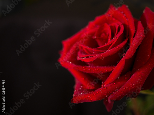 Fototapeta Naklejka Na Ścianę i Meble -  Red Rose close up with raindrops on petals and black background. with space to left
