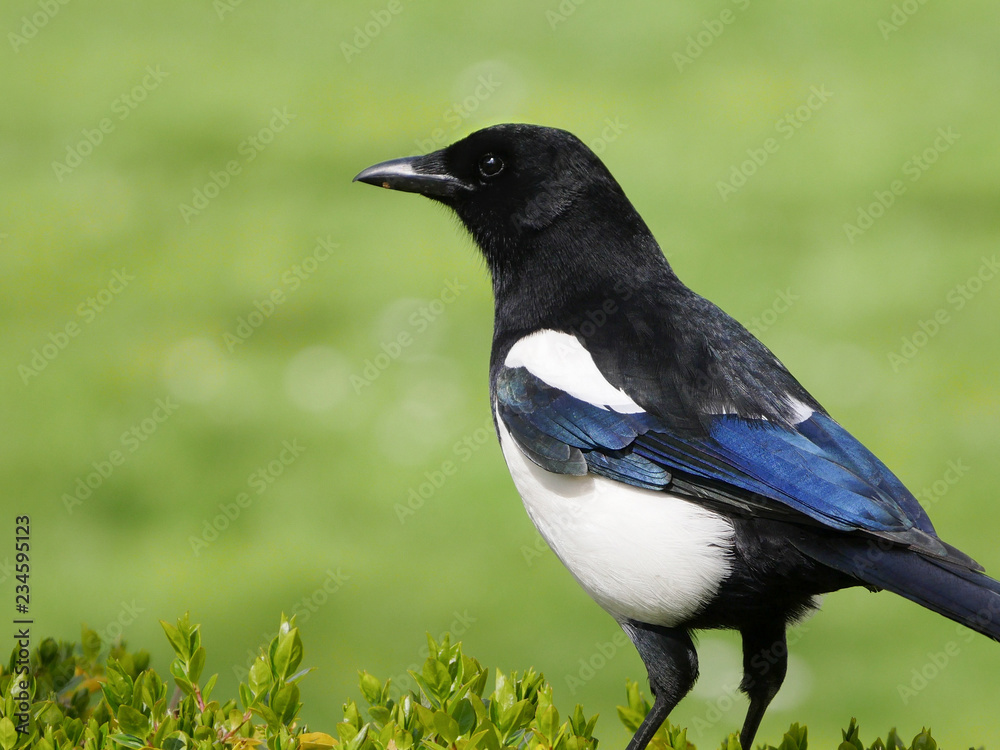 Obraz premium Eurasian Magpie / Pica pica portrait with smooth green bokeh background.