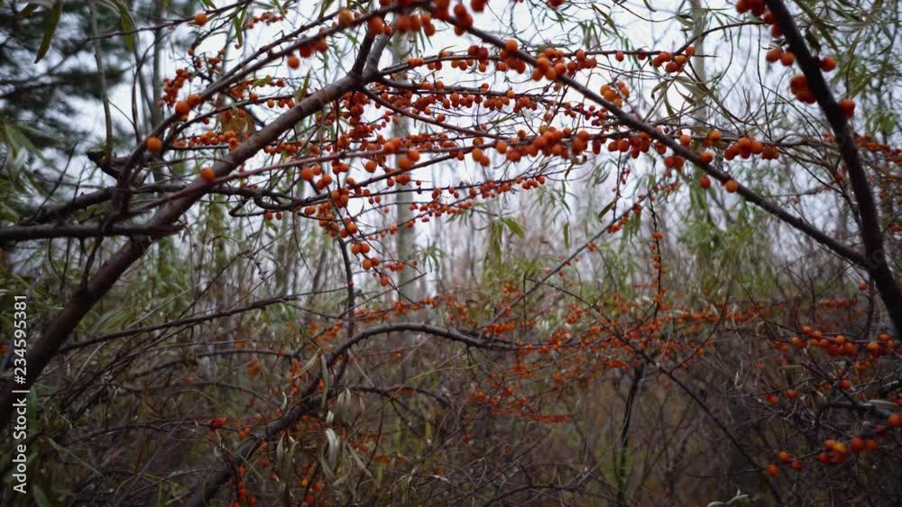 Buckthorn Tree in the Autumn Park. Autumn Landscape. Russia, Siberia. Buckthorn Tree in the Autumn Park. Autumn Landscape. Russia, Siberia.