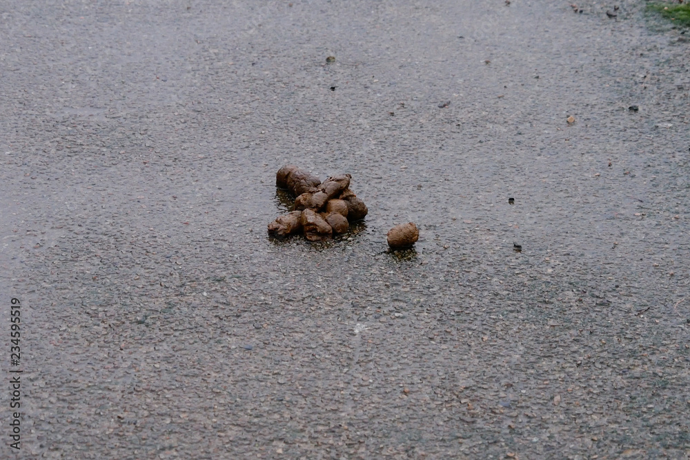 Can My Dog Poop On The Sidewalk