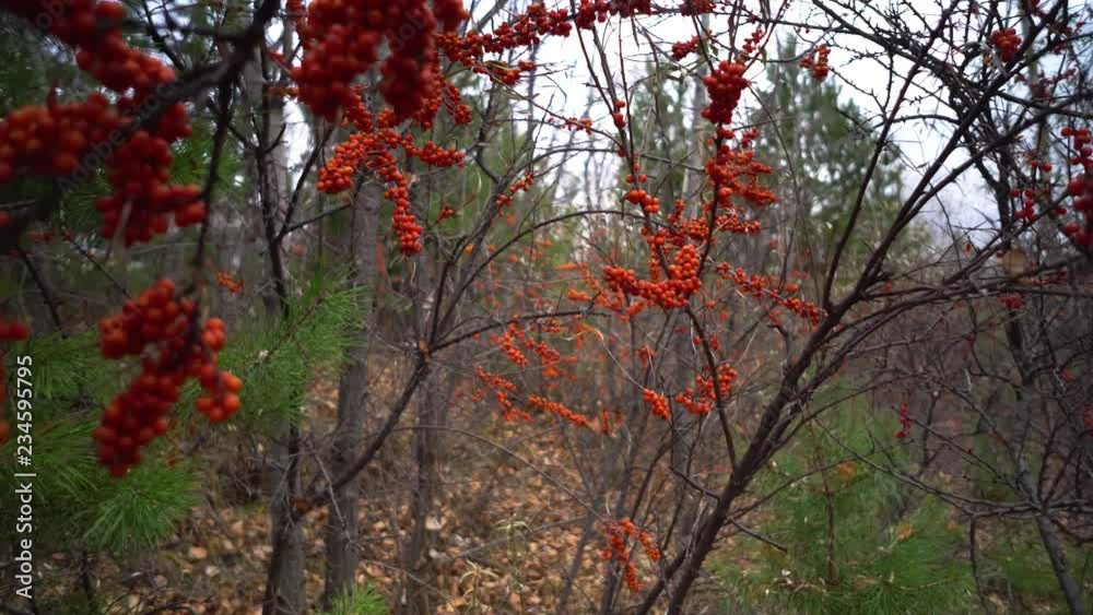 Buckthorn Tree in the Autumn Park. Autumn Landscape. Russia, Siberia. Buckthorn Tree in the Autumn Park. Autumn Landscape. Russia, Siberia.