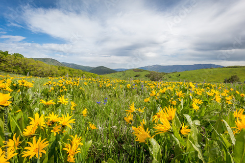DGSP 2015_06_06 Field of Yellow Wildflowers.jpg © Dallas