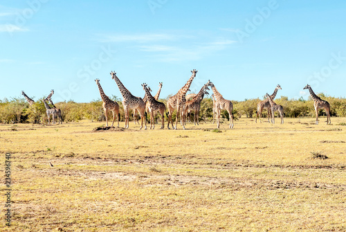 Giraffes in the prairies with acacias from Kenya on a cloudy day © Tomas