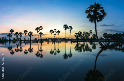 Sunrise landscape in sugar palm tree field in Chau Doc, An Giang, Mekong delta, Vietnam