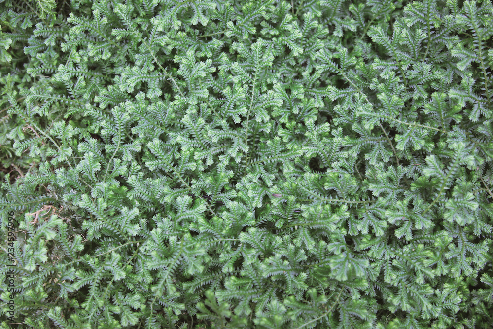Mini green leaf background in Botanical Garden