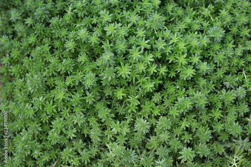 Mini green leaf background in Botanical Garden