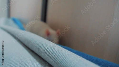 white laboratory rat background. white mouse rat running around the bed at home. rat mouse concept lifestyle indoors photo