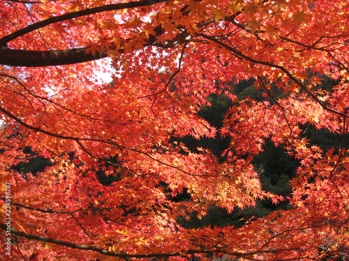 紅葉