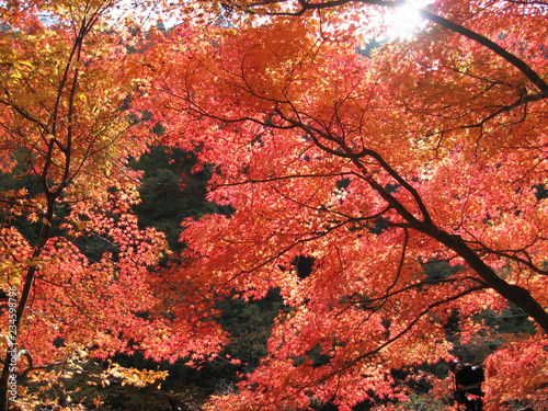 紅葉