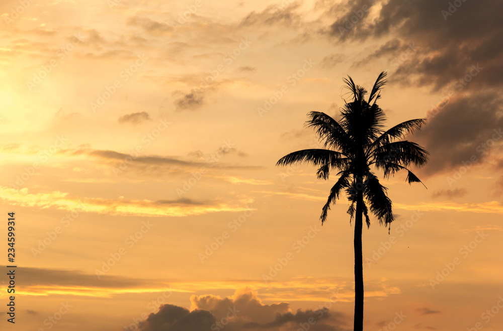 Palm tree with sunset sky background