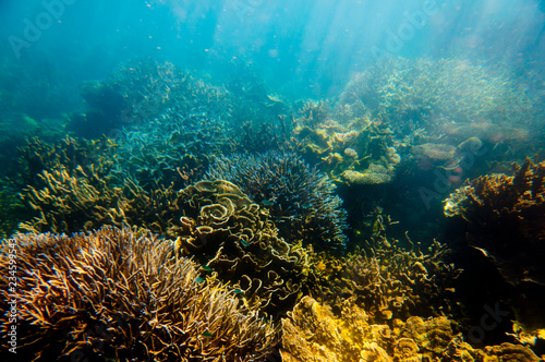 Ningaloo Reef - Coral Bay - Western Australia photo