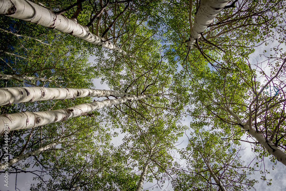 Fototapeta premium Looking up at Aspen Trees