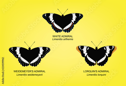 Butterfly White Admiral Set Vector Illustration