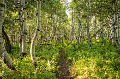 Trail Through Aspen Forest