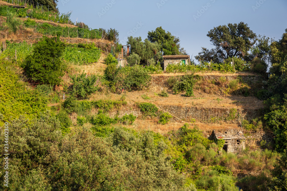 Vineyards on the Cinque Terre walking trail, Italy