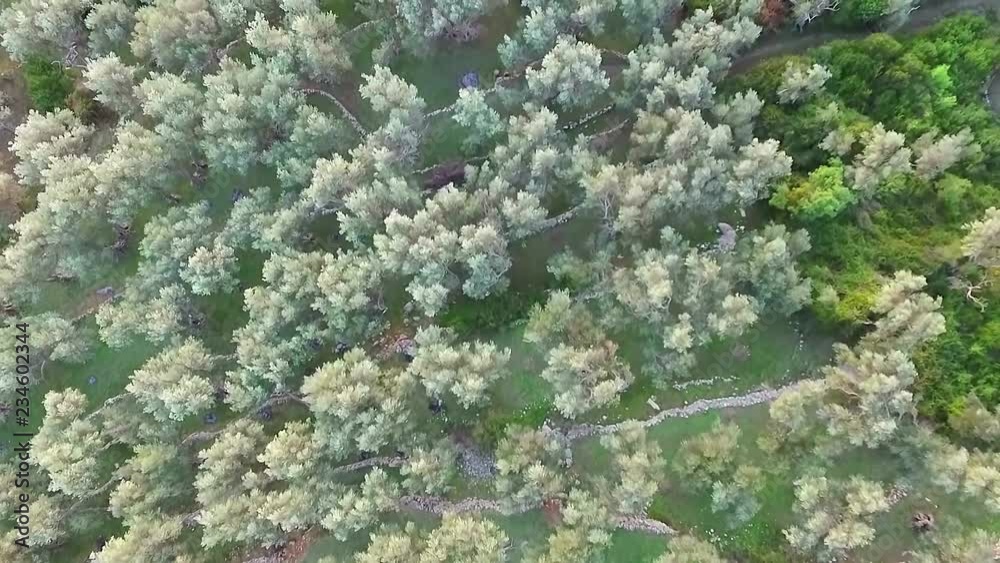 Olive plantation field. Air view of olive trees. Olive groves. Olive farm Olive plantation field. Air view of olive trees. Olive groves. Olive farm