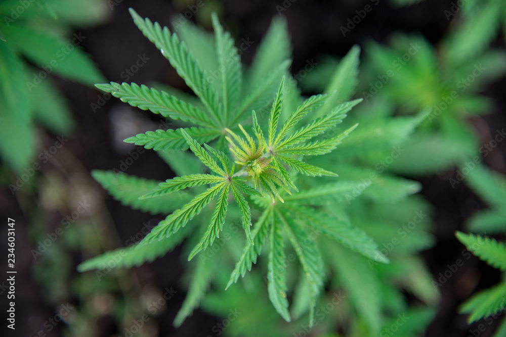plant bush cannabis marijuana leaves top view - selective focus, copy space plant bush cannabis marijuana leaves top view - selective focus, copy space
