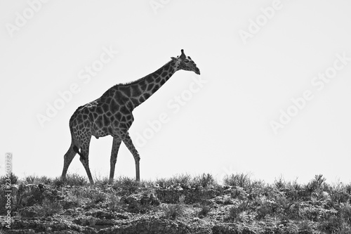 Giraffe Black and White horison