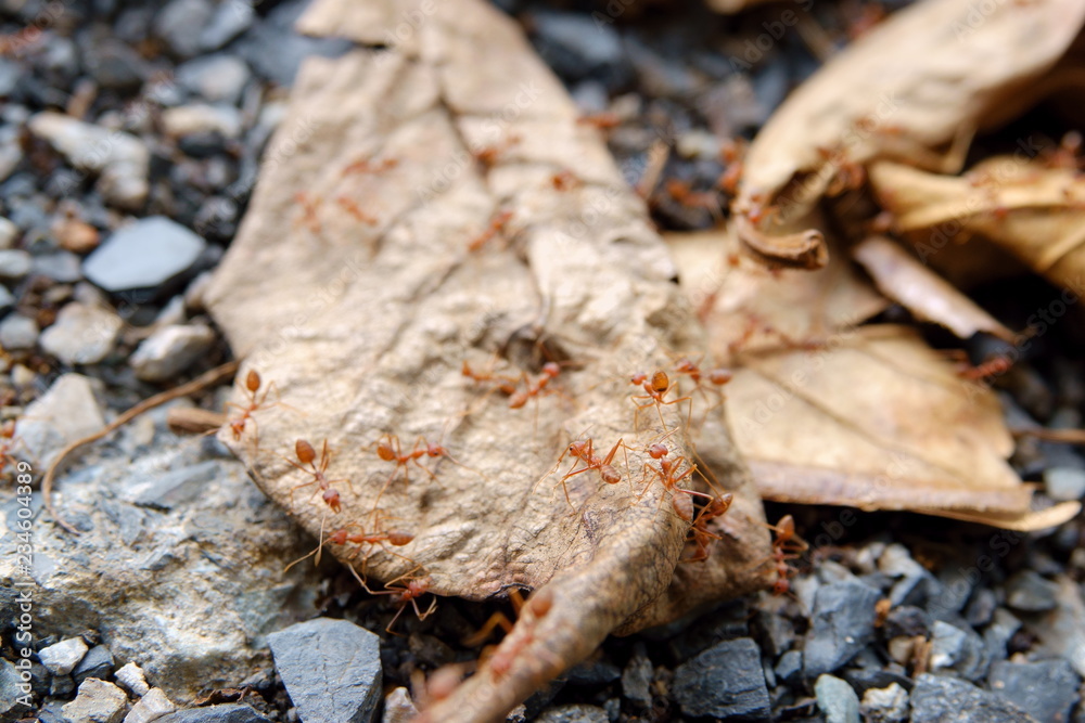 Red ant on dry leaf . Red ant on dry leaf .