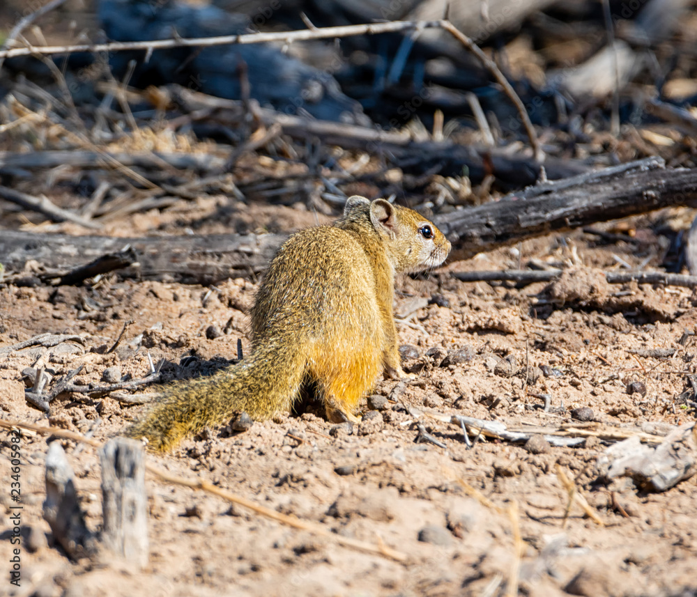Fototapeta premium African Tree Squirrel