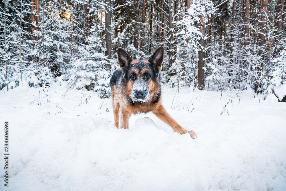 Dog German Shepherd in a winter day Dog German Shepherd in a winter day