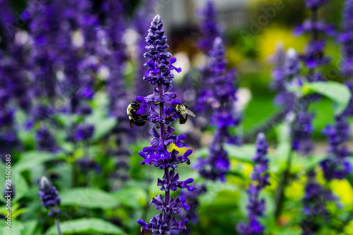Two Bees, One Flower
