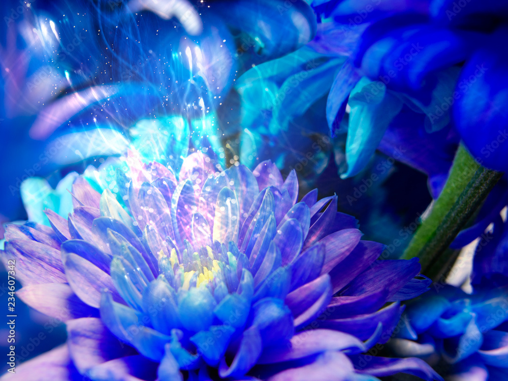 Magic waves goes from blue flower, chrysanthemum closeup, macro bloom Magic waves goes from blue flower, chrysanthemum closeup, macro bloom