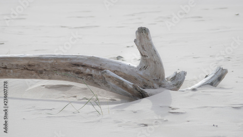 Fototapeta Naklejka Na Ścianę i Meble -  In the dunes of the Baltic see.